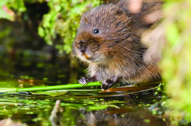 A water vole 