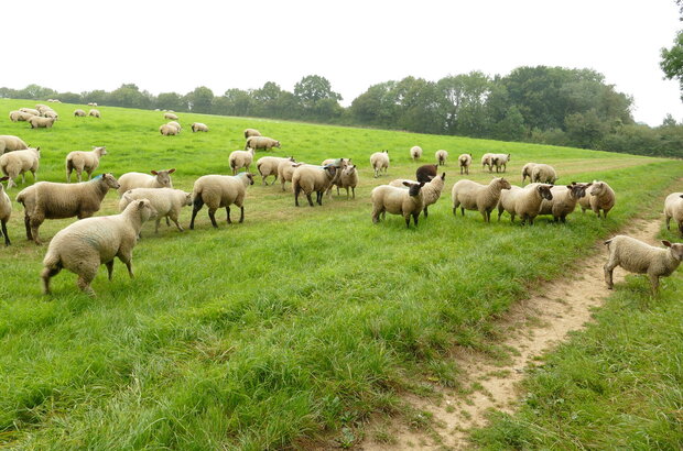 Sheep grazing in a field in kent