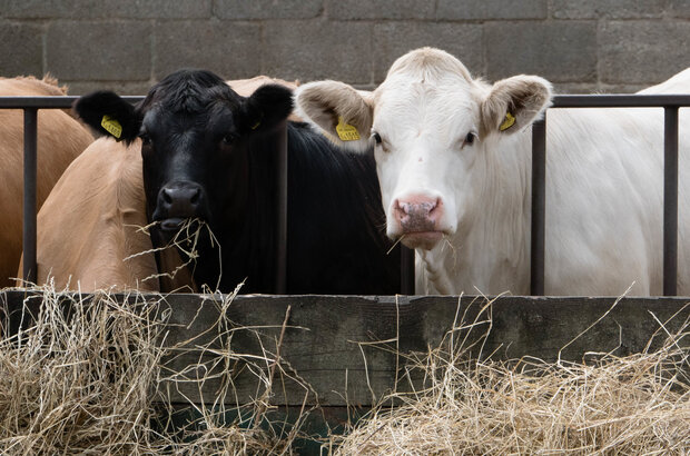 Three tagged cows feeding on hay