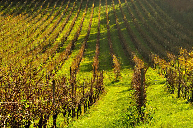 A vineyard with vines growing in parallel lines.