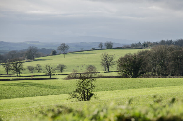 Fields of soft green extending to the horizon in winter