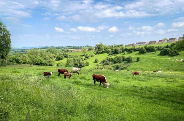 Cows grazing on rolling green hills