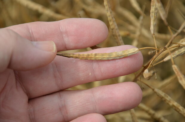 A hand holding a rapeseed pod