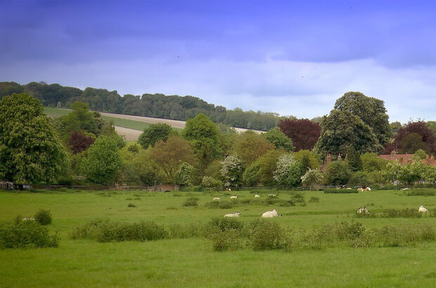 Sheep grazing in field with trees and farmland in the distance