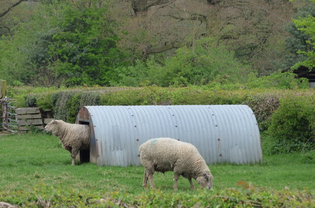 Two sheep, one grazing in front of a shelter and one emerging from the shelter. Hollywood, Worcestershire.