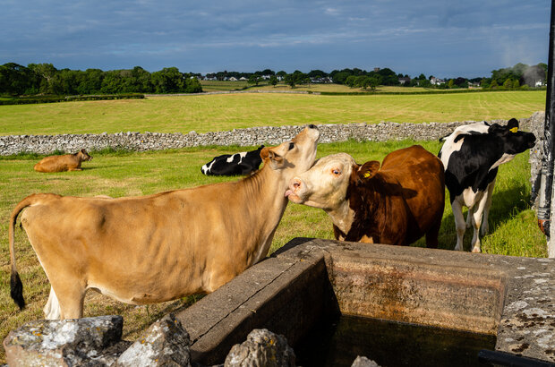Cows liking each other by a water trough in the sunshine