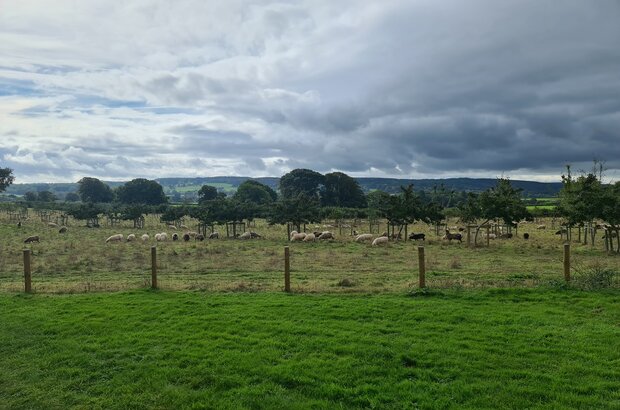 Sheep grazing among young trees 