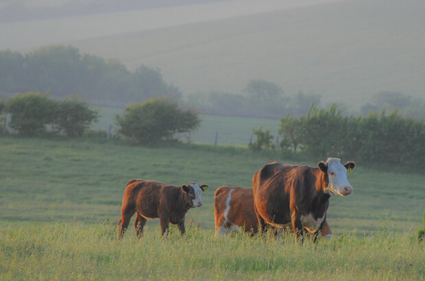 Three cows walking through tall grass in Lewes