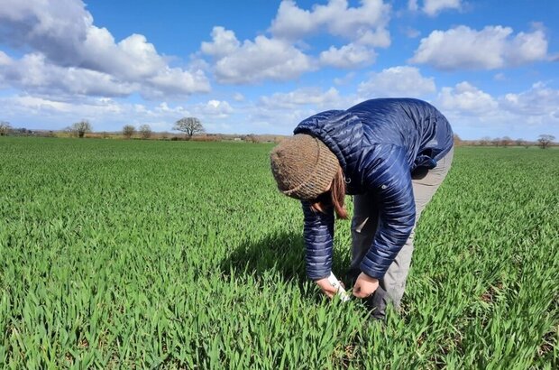 Person in a green field being down to test nutrient levels