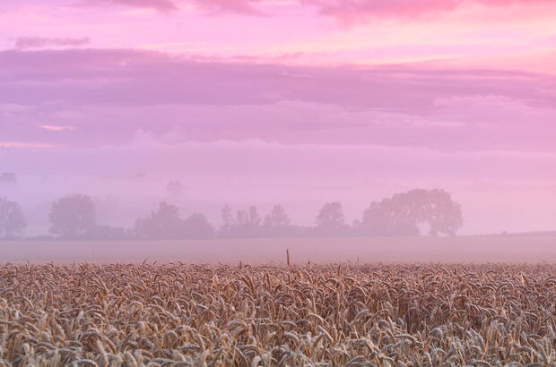 Pink misty skies in a gradient above wheatfields