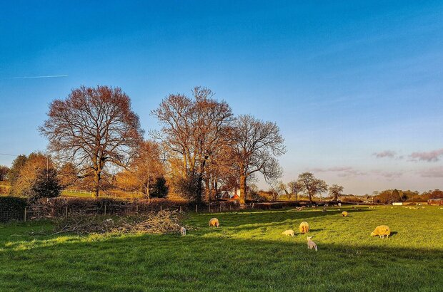Sheep grazing in patch of sunlight under blue skies in Rake Hill, England