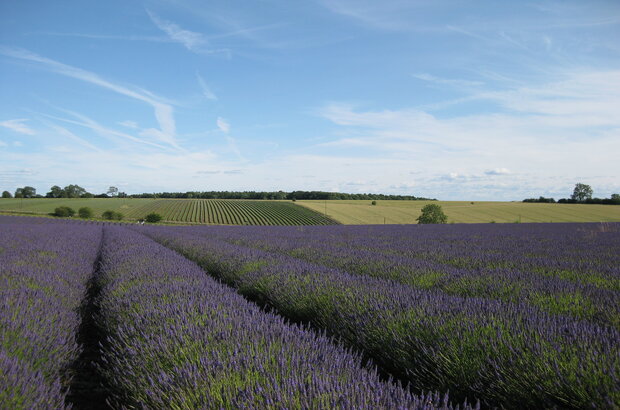 Lavender growing in rows, Snowshill, Gloucestershire, early in the lavender harvest.