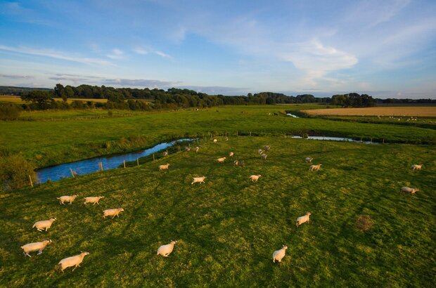 Arial shot of sheep moving across a field with river in distance