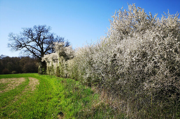 Blackthorn hedgerow in the Spring Sunshine