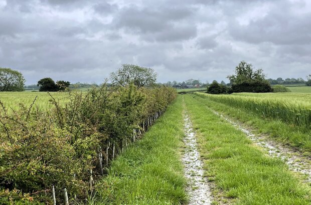 Hedge, track and farmland in Finmere, Buckinghamshire.