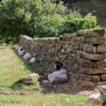 North York Moors National Park - sheep against stone wall