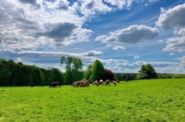 Cows grazing on the Wentworth Woodhouse estate in South Yorkshire 