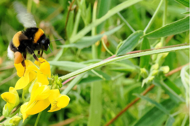 Buff-tailed bumblebee (Bombus terrestris) on Common bird's-foot-trefoil: Lotus corniculatus