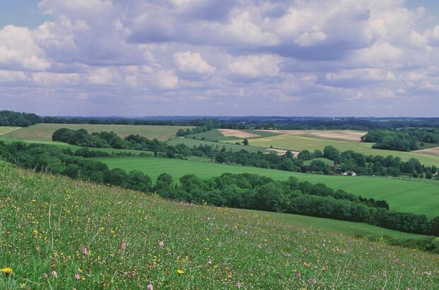 Chalk downland with common spotted orchid and rough hawkbit in foregrouns