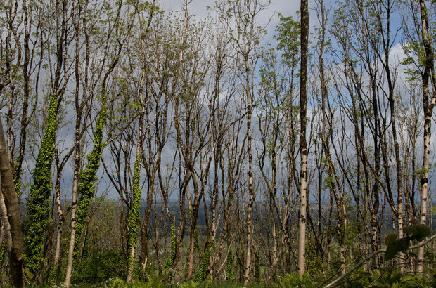 A photograph of a series of trees with the sky and land beyond, visible through the trees. These include Ash Dieback, Hilfield Hill.