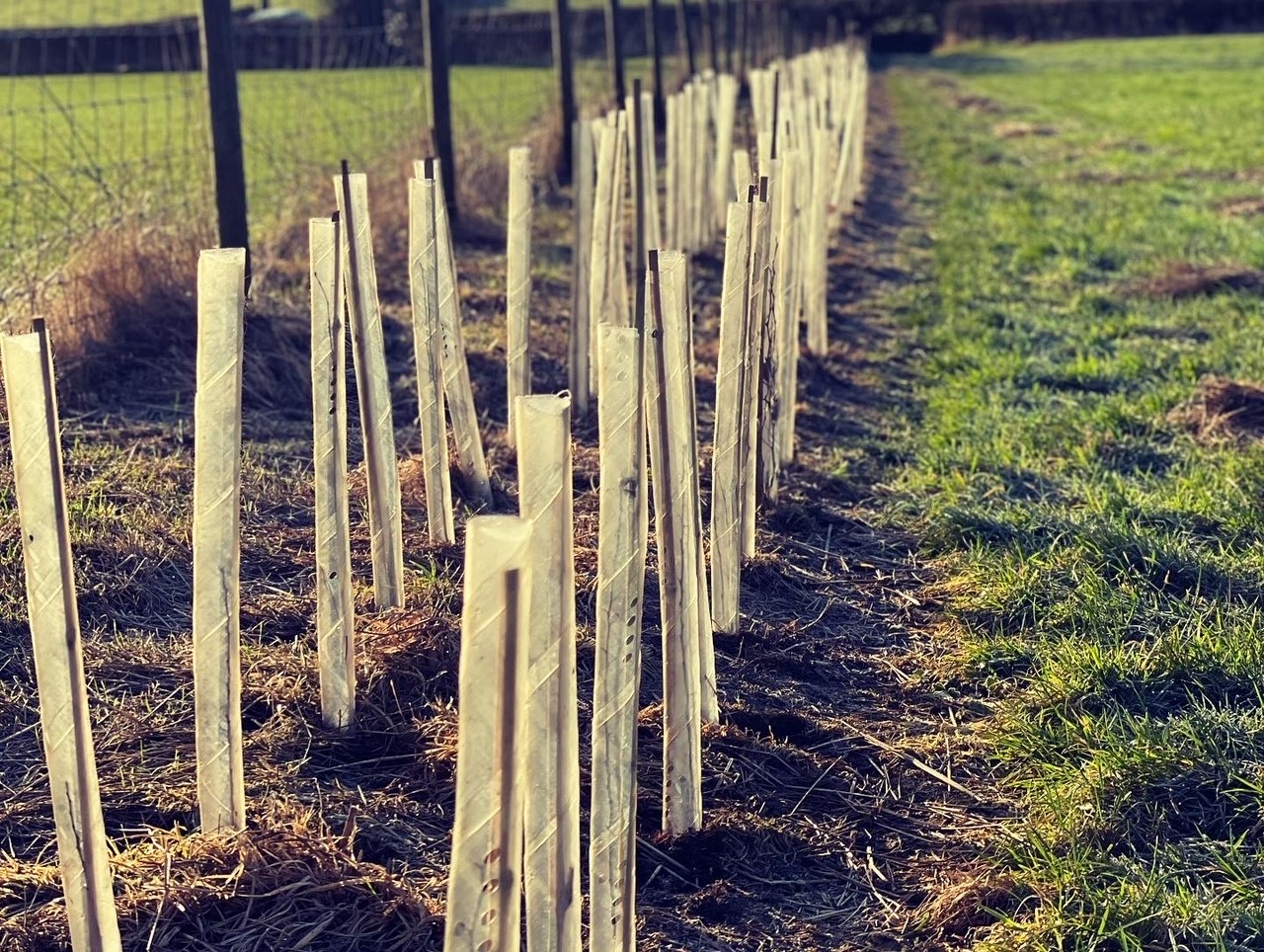 A newly planted hedgerow on Bubnell Cliff Farm