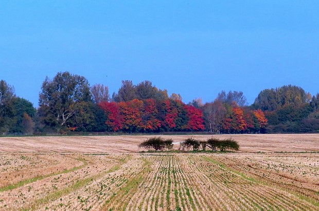 An autumnal scene of a field with crop