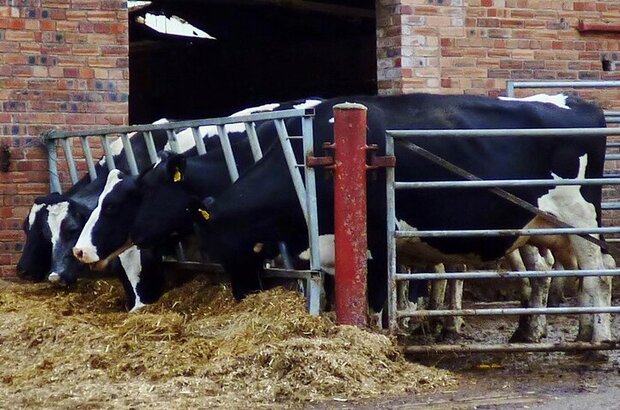 Six cows feeding in a yard