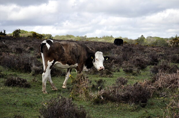 Cow turning to look at photographer in the New Forest, Hampshire