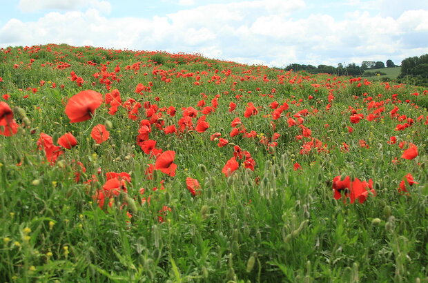 Field of red poppies under blue and cloudy skies in Raithby.