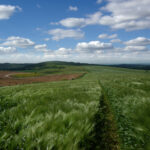 A wide view of rolling farmland under a partly cloudy blue sky. The foreground shows lush green crops swaying in the breeze, with fields, hedgerows, and gentle hills stretching into the distance.