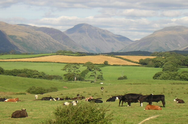 A herd of cattle resting and grazing in a green field in the Lake District, with patchwork farmland, trees, and dramatic hills and mountains in the background under a partly cloudy sky.