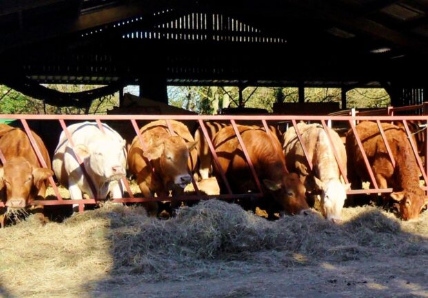 A row of cattle feeding on hay from a metal barrier feeder inside a shaded barn. Sunlight highlights the cows at the front, while the background is dimly lit. The cows are of various colours, including light brown, reddish-brown, and white.