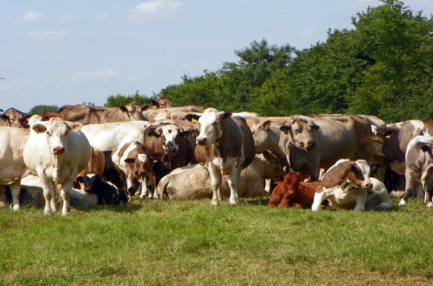 A large group of mixed-breed cattle, including calves, grazing and resting in a grassy field on a sunny day, with trees in the background.