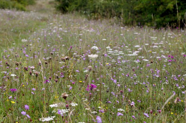 Wildflower meadow with purple, white and yellow flowers among tall grasses, with trees in the background