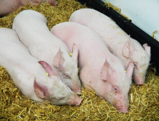 Pigs huddling together six days after infection with virulent African swine fever virus.