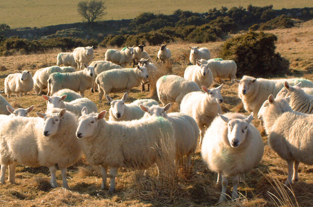 A flock of white sheep standing and grazing on open moorland, with rolling hills and sparse shrubs in the background under natural daylight