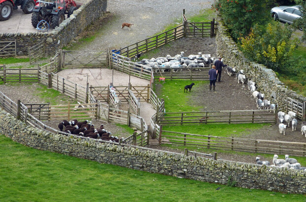 Farmers use sheepdogs to herd sheep through stone-walled pens on a rural farm