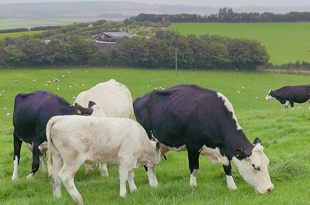 Black and white cattle grazing in a grassy field, with farmland and trees visible in the distance.
