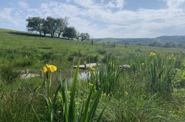 A peaceful rural landscape featuring a small pond with tall green grasses and blooming yellow iris flowers in the foreground. A wooden footbridge crosses the water, leading to a grassy field with scattered trees and a fence. Rolling hills and a partly cloudy sky are visible in the distance.