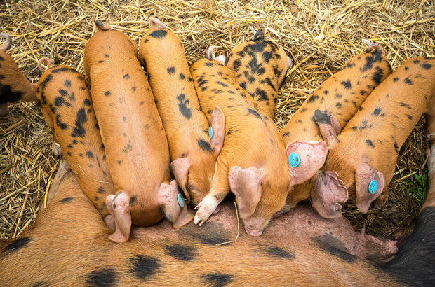 Several piglets with brown coats and dark spots are feeding from a sow while lying on straw bedding.