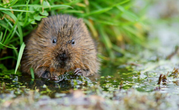 A close‑up of a water vole sitting at the edge of a small pool, surrounded by green grass. Its fur is wet and its tiny paws rest near the water.