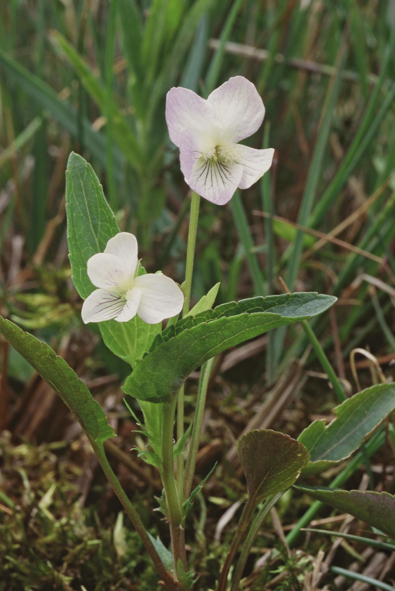A close-up of a delicate wildflower with two pale purple-white blossoms growing on a slender green stem. The plant has several long, narrow leaves, and it is surrounded by grass and moss in a natural, marshy habitat.