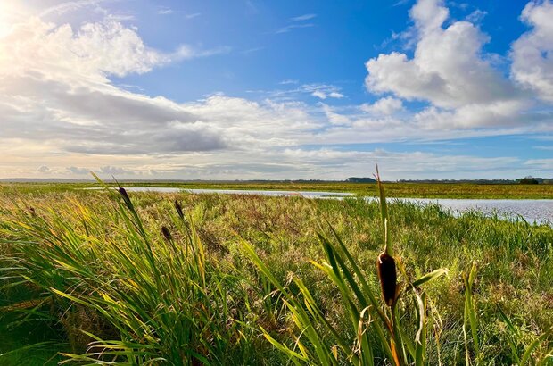 A wide, open wetland landscape under a bright blue sky with scattered clouds. Tall green grasses with brown cattails fill the foreground, gently bending in the breeze. A calm, reflective body of water runs horizontally through the middle of the scene, with more grassy marshland stretching into the distance. Sunlight from the upper left casts a warm glow across the landscape.