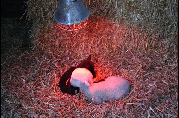 Two young lambs, one light‑coloured and one dark‑coloured, lying on straw beneath a red heat lamp inside a barn.