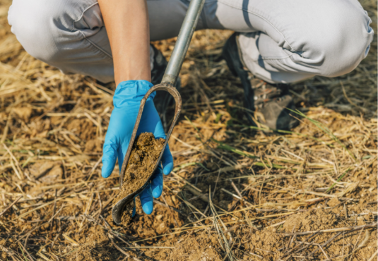 A person wearing blue gloves kneels on dry, straw‑covered soil and holds a soil sampling probe containing a fresh soil core.