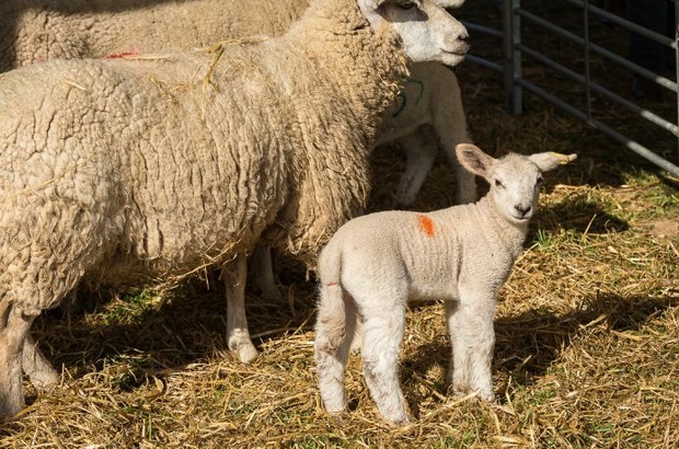 Lamb turning head to camera next to mothr