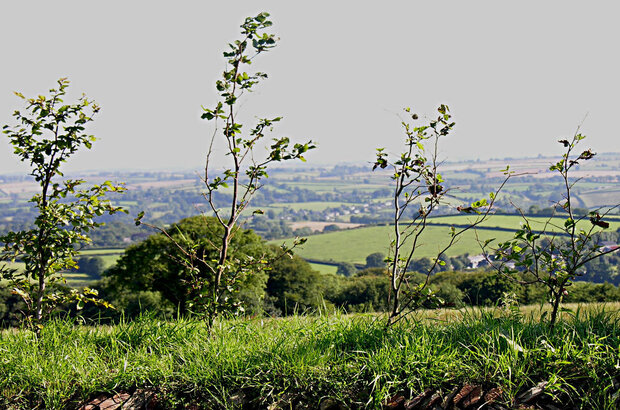 A line of young, thin trees stands on a grassy bank in the foreground, with a wide view of rolling green countryside stretching out into the distance. Fields, hedgerows, and scattered trees create a patchwork landscape under a pale sky.