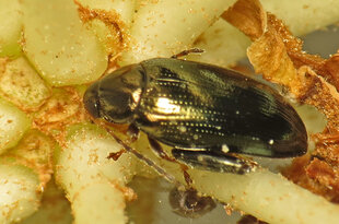 The cabbage stem flea beetle a small, shiny, dark metallic blue-black creature.