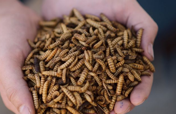 Two hands cupped together holding a large number of beige-brown insect larvae with segmented bodies. The larvae fill the palms, and the background is softly out of focus.