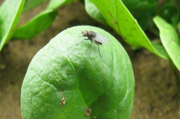 Adult bean seed fly resting on a green bean pod surrounded by foliage.